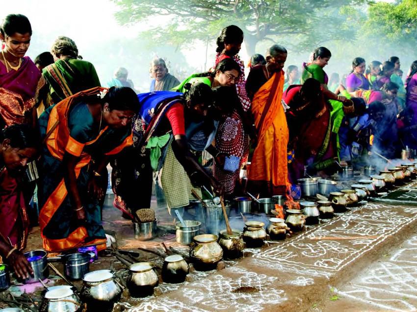 What is the significance of the Pongal festival