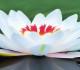 lotus-flower-high-definition-wallpapers-best-desktop-background-images-widescreen