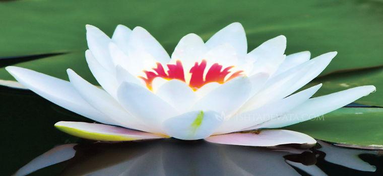 The beautifully sacred lotus