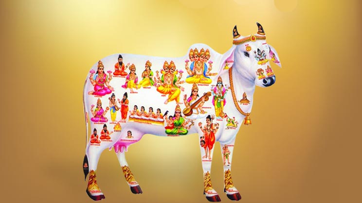 Why is the COW considered holy in Hinduism?