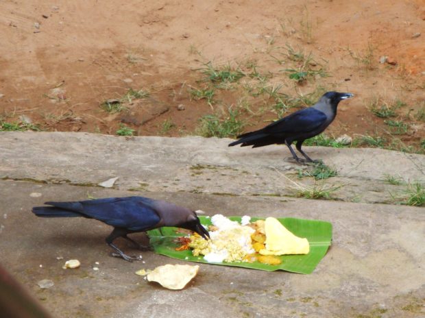 food for crows
