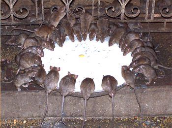 Karni Mata Temple  or  Rat Temple