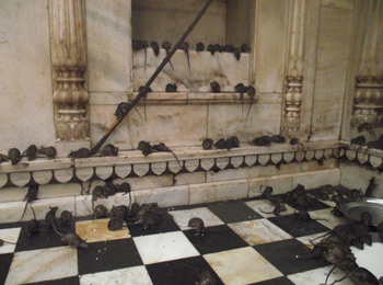 Karni Mata Temple  or  Rat Temple